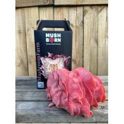 Pink Oyster Grow Kit