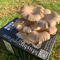 Grey Oyster Grow Kit