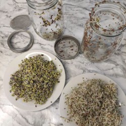 Seed Sprouting Kit